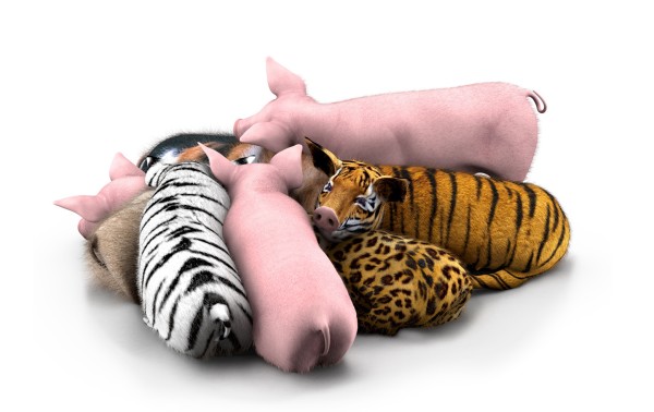 Future pigs, plural